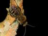 Colletes sp.